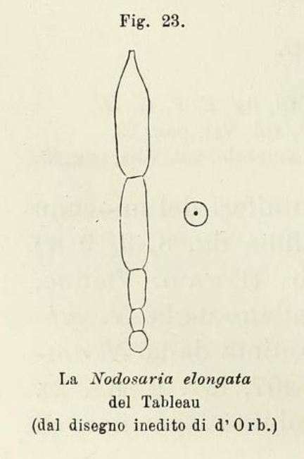 Nodosaria elongata d'Orbigny in Fornasini, 1902 Nodosaria elongata d'Orbigny in Fornasini, 1902