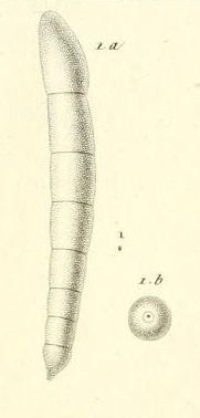 Nodosaria ferussacii d'Orbigny in Guérin-Méneville, 1832 Nodosaria ferussacii d'Orbigny in Guérin-Méneville, 1832