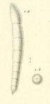 Nodosaria ferussacii d'Orbigny in Guérin-Méneville, 1832