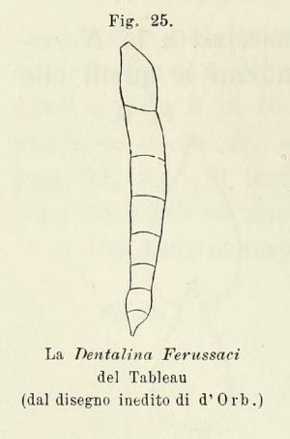 Dentalina ferussacii (d'Orbigny in Guérin-Méneville, 1832) Dentalina ferussacii (d'Orbigny in Guérin-Méneville, 1832)