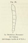 Dentalina ferussacii (d'Orbigny in Guérin-Méneville, 1832)