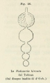 Chromista - Foraminifera (foraminifers)