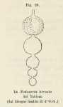 Nodosaria hirsuta d'Orbigny, 1826