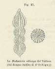 Nodosaria oblonga d'Orbigny in Fornasini, 1902