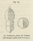 Nodosaria gibba d'Orbigny in Fornasini, 1902