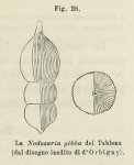 Nodosaria gibba d'Orbigny in Fornasini, 1902