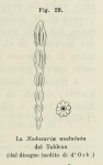 Chromista - Foraminifera (foraminifers)