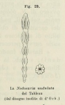 Nodosaria undulata d'Orbigny in Fornasini, 1902