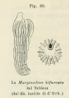 Marginulina bifurcata d'Orbigny in Fornasini, 1902