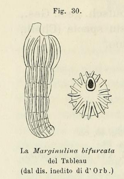 Marginulina bifurcata d'Orbigny in Fornasini, 1902