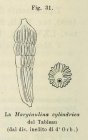 Marginulina cylindrica d'Orbigny in Fornasini, 1902