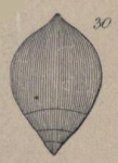 Nodosaria (Glandulina) glans d'Orbigny in Parker, Jones & Brady, 1865