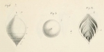 Nodosaria (Glanduline) laevigata d'Orbigny, 1826