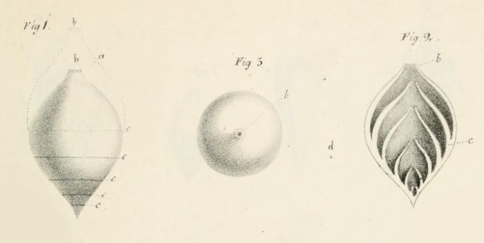 Nodosaria (Glanduline) laevigata d'Orbigny, 1826 Nodosaria (Glanduline) laevigata d'Orbigny, 1826