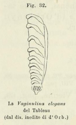 Vaginulina elegans d'Orbigny, 1826