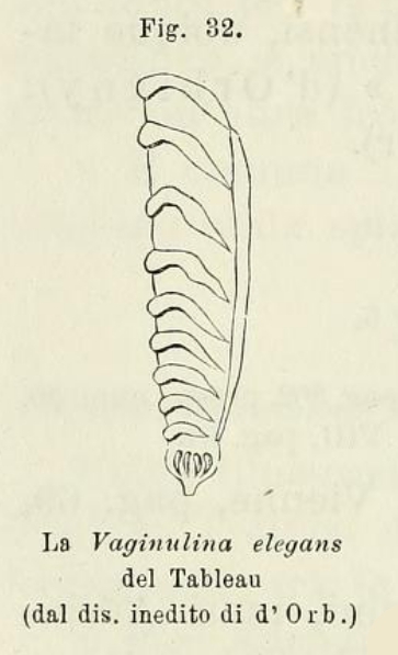 Vaginulina elegans d'Orbigny, 1826