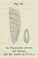 Chromista - Foraminifera (foraminifers)