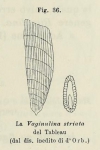 Vaginulina striata d'Orbigny, 1826