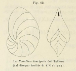 Robulina laevigata d'Orbigny in Fornasini, 1902