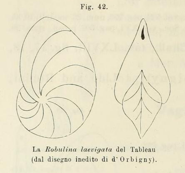 Robulina laevigata d'Orbigny in Fornasini, 1902