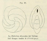 Robulina discoides d'Orbigny in Fornasini, 1902