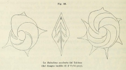 Robulina aculeata d'Orbigny, 1826