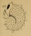Cristellaria aculeata d'Orbigny, 1826