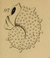 Cristellaria aculeata d'Orbigny, 1826 Cristellaria aculeata d'Orbigny, 1826