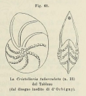 Cristellaria tuberculata d'Orbigny in Fornasini, 1902