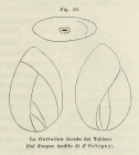Polymorphina lucida d'Orbigny in Fornasini, 1902