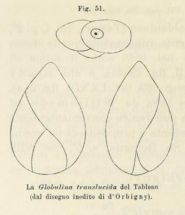 Globulina translucida d'Orbigny, 1850