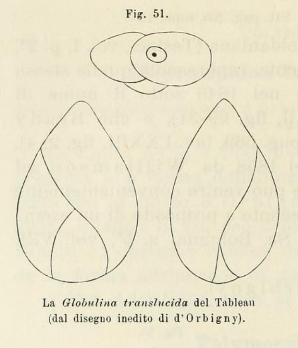 Globulina translucida d'Orbigny, 1850 Globulina translucida d'Orbigny, 1850