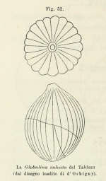 Polymorphina sulcata d'Orbigny in Fornasini, 1902