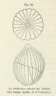 Polymorphina sulcata d'Orbigny in Fornasini, 1902