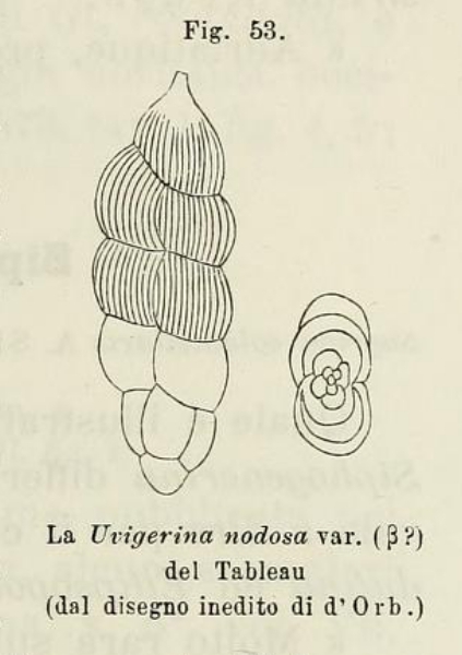 Uvigerina nodosa var. beta d'Orbigny, 1826