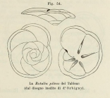 Rotalia pileus d'Orbigny, 1852 