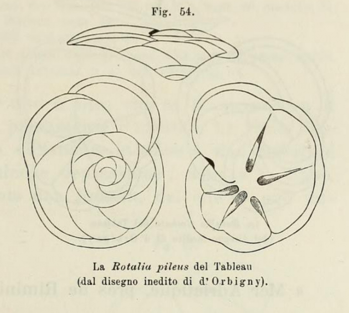 Rotalia pileus d'Orbigny, 1852 Rotalia pileus d'Orbigny, 1852