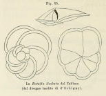 Rotalia limbata d'Orbigny in Fornasini, 1902