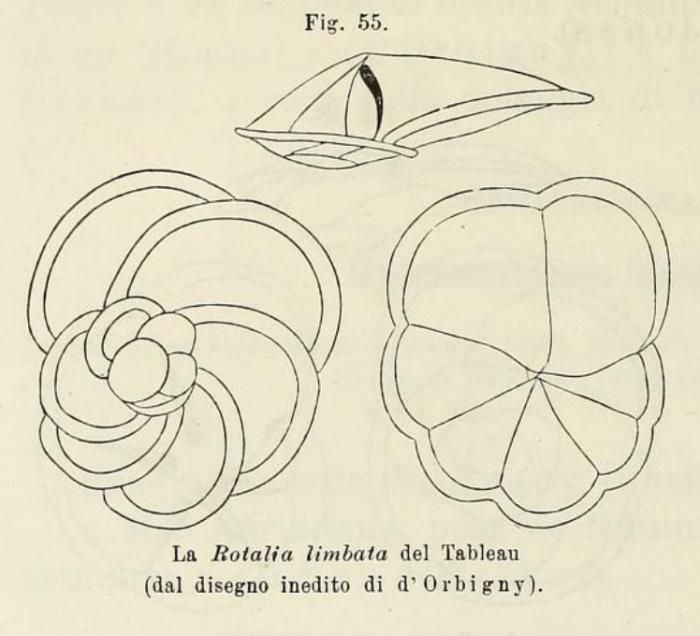 Rotalia limbata d'Orbigny in Fornasini, 1902