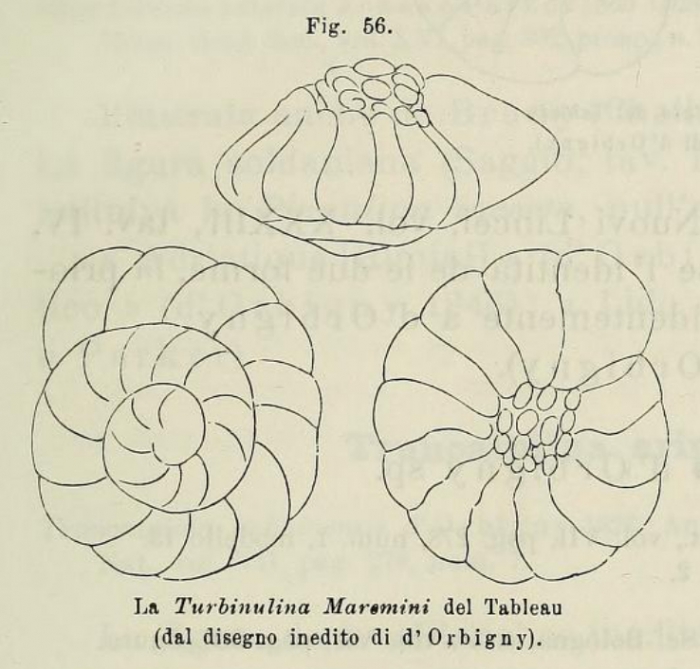 Rotalia maremini d'Orbigny in Fornasini, 1902 