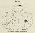 Rotalia umbilicata d'Orbigny, 1902