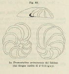 Truncatulina ariminensis d'Orbigny in Fornasini, 1902
