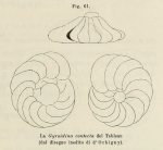 Gyroidina contecta d'Orbigny in Fornasini, 1902