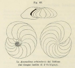 Anomalina orbicularis d'Orbigny in Fornasini, 1902