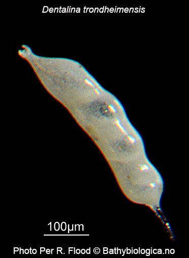 Dentalina trondheimensis Dentalina trondheimensis