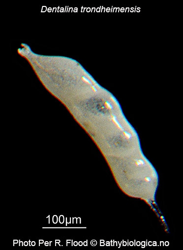 Dentalina trondheimensis