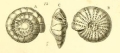 Chromista - Foraminifera (foraminifers)