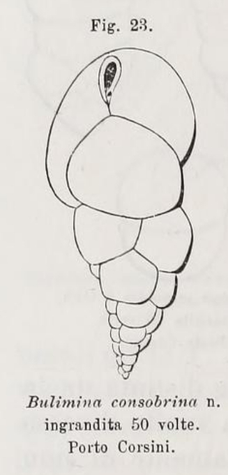 Bulimina consobrina Fornasini, 1900 Bulimina consobrina Fornasini, 1900