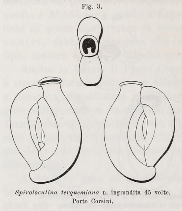 Spiroloculina terquemiana Fornasini, 1900