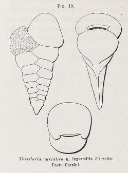 Textilaria adriatica Fornasini, 1900 Textilaria adriatica Fornasini, 1900